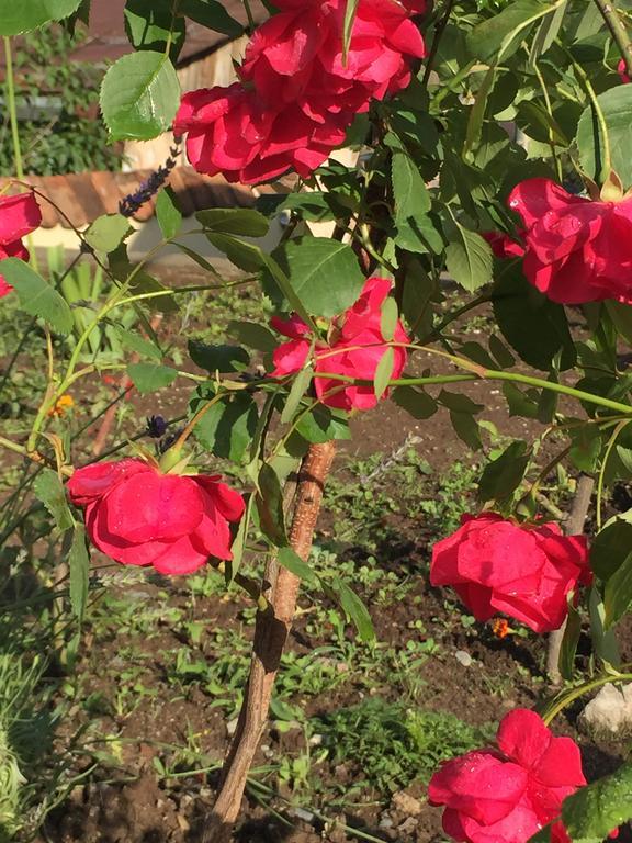 Dilijan Garden Houseヴィラ エクステリア 写真